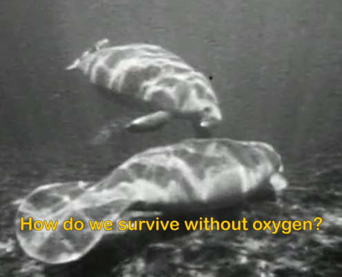 A film still showing two manatees