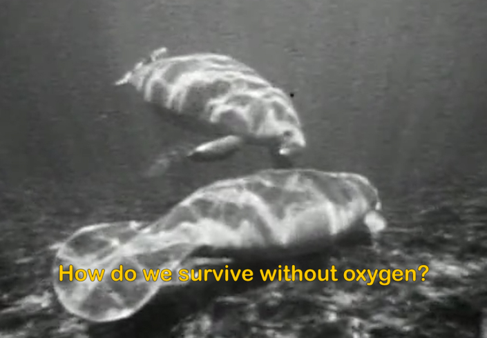 A film still showing two manatees