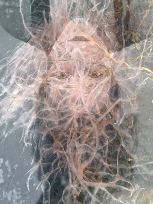 Amalia Caputo, Algae, 2021