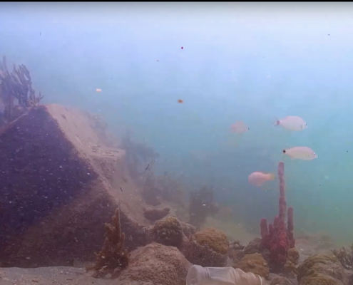 Underwater view of fishes swimming in blue water with rocks around them