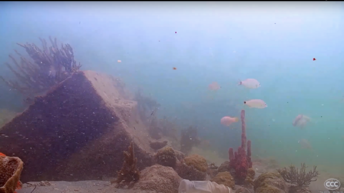 Underwater view of fishes swimming in blue water with rocks around them