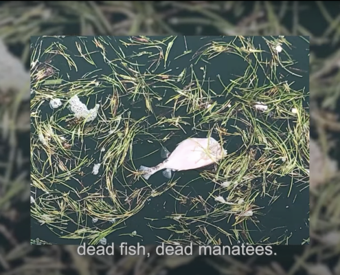 A dead fish floating on its side in water surrounded by pine needles