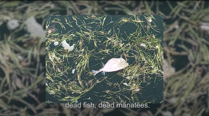 A dead fish floating on its side in water surrounded by pine needles