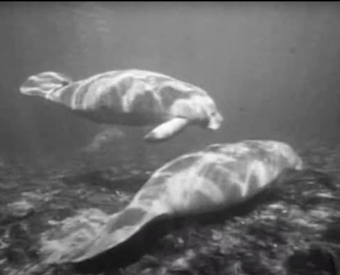 Black and White image of two manatees