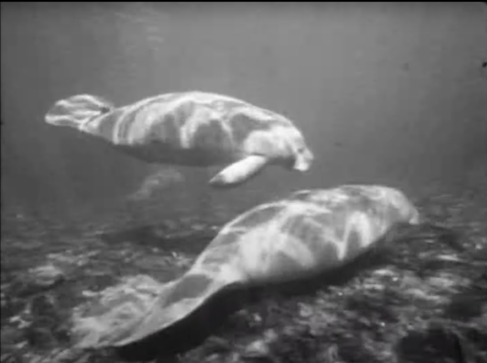 Black and White image of two manatees