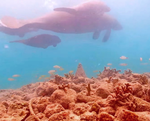 Manatee Family Swims Past the Coral City Camera