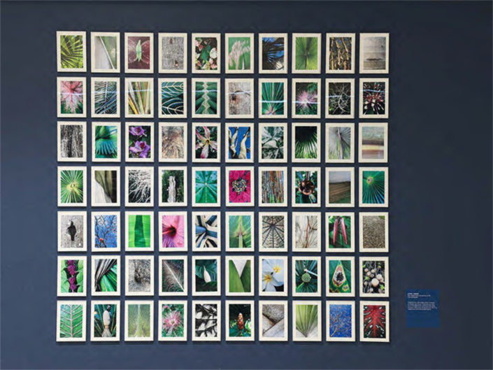 Carol Jazzar Ode to Nature 2016 2019 C Print Photographs