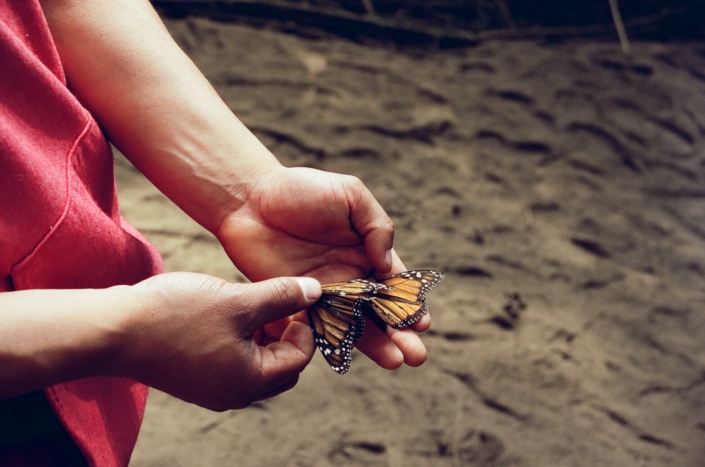 MariposasMonarcas 2023 24x36inches Cinestill400D35mmFilmStill